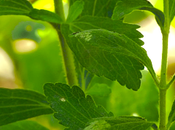 estevia, sana azúcar sacarina