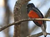 Surucuá común (Surucua Trogon) Trogon surrucura