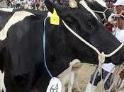 viene feria agropecuaria expo cañete 2015…