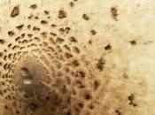 Cenas caseras deliciosas