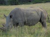 Vuelve legal comercio cuernos rinoceronte