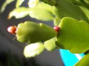 Florece cactus