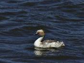 Macá plateado (Podiceps occipitalis)