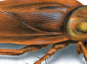 Curiosidades sobre Cucaracha Americana