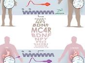 espermatozoides pueden transmitir obesidad padre