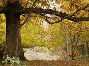 bosque...