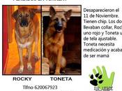 busca perros perdidos Torrent. (Valencia)