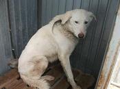 Martin, mastin perdido