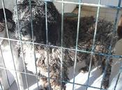 Erik perro agua adopción.