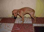 Roberta, pequeña podenquita calle, urgente!