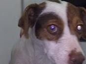 Dora necesita ayuda, vuelve calle. Córdoba