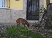 Manu negrito calle- cuervo-sevilla-urgente!!!! amigo fiel