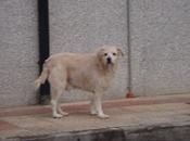 Pipo, triste solo deambula buscando sitio. León