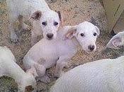 Mama podenca tres cachorros moriran diciembre tic-tac