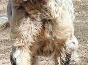 XOL, necesita oportunidad, Burgos