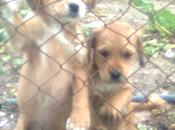 madriguera esta mama cachorros está derrumbando lluvias.alcaudete(jaén)