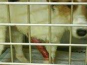 Novedades Estrella Sigue acogida