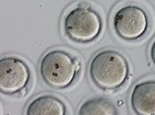 Embriones códigos barras