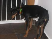 TOTO, pinscher adopción, Madrid