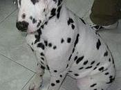 Nala, preciosa cachorra dalmata meses sorda, adopción (madrid)