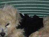 Goku, quince años abandonado para acabar vida perrera