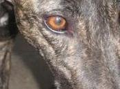 Ayuda para SUSI, mamá Olivenza, Madrid