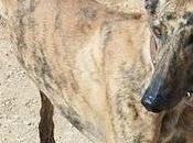 Cuencanimal necesita acogida para Juaneca,un galgo,es urgente...hasta finales Enero