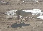 Basi corre rumbo calles alcaudete, buscando dueños acaban abandonar. (jaén)