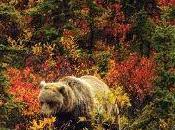 años grizzly Doug Peacock