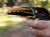 Arasarí fajado (Chestnut-eared Aracari) Pteroglossus castanotis