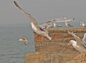 revolución gaviotas