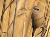 Reyes objetivo para nuevo