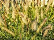 Plantas