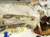 UASLP resguarda mamut años