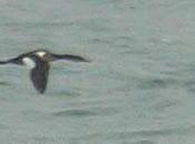 importancia mala foto