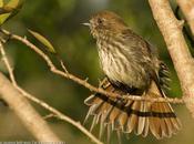 Viudita pico celeste (Blue-billed black-Tyrant) Knipolegus cyanirostris