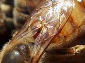 Millones abejas amenazadas pesticidas Millions bees threatened pesticides.