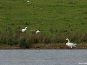 aves blancas norte