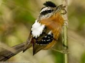 Tiluchi colorado (Bertoni´s Antbird) Drymophila rubricollis