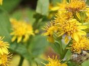Solidago