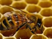 abejas: especie protegida