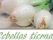 Cebollas orgánicas desde semilla.
