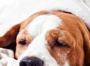 Enfermedades transmiten perros delicadas