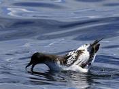Petrel damero (Daption capense)