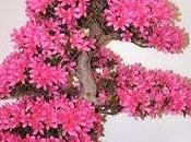 Cómo cultivar Azaleia