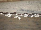 Invierno flojo para cabecinegras