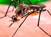 Zancudo transmite virus zika vive barranca-huaura huarochiri…