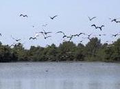 Minea realiza monitoreo aves Monumento Laguna Marites
