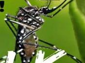 emergente virus Zika