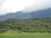 Milenario bosque arrayanes, carchi ecuador